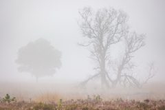 de-50-van-Koen-vd-Ven-37