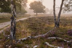 de-50-van-Koen-vd-Ven-38