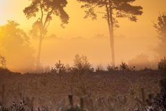 de-50-van-Koen-vd-Ven-39