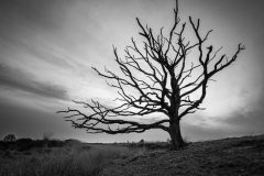 de-50-van-Koen-vd-Ven-46