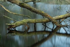 de-50-van-Koen-vd-Ven-50