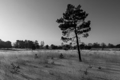 de-50-van-Koen-vd-Ven-08