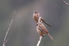 DSC-v-_4061
