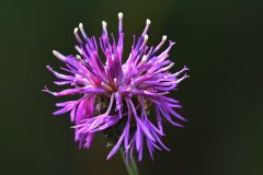 DSC-v-_4160