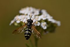 DSC-v-_4223