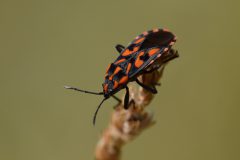 DSC-v-_4237