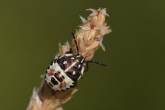 DSC-v-_4258