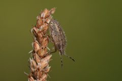 DSC-v-_4267