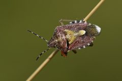 DSC-v-_4282