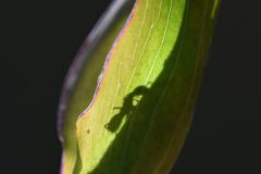 DSC-v-_4430