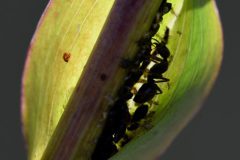 DSC-v-_4440