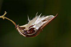 DSC-v-_4523