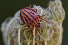 DSC-v-_2404-Craphosoma-semipunctatum