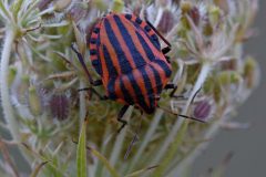 DSC-v-_2650-Graphosoma-lineatum