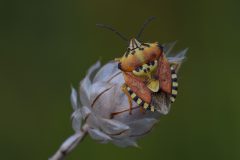 DSC-v-_2789-Carpocoris-pudicus