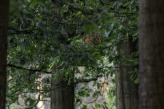MAH_Edelhert_Staand_DSC5656
