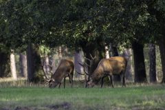 MAH_Edelherten_DSC5363