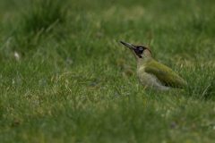 MAH_Groenespecht_DSC8605