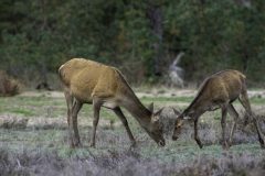 MAH_Hindes_DSC7798