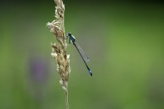 MAH_Juffer_DSC3481