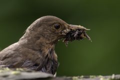 MAH_Merel_DSC7437