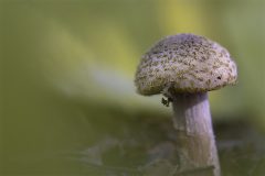 MAH_Paddenstoel_DSC0045