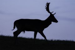 MAH_Silhouet-Damhert_DSC6734