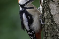 MAH_Specht_DSC6997