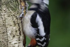 MAH_Specht_DSC7262