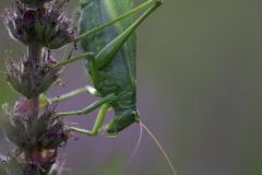MAH_Sprinkhaan_DSC3551