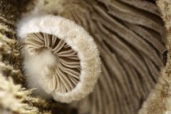 MAH_Zwam_DSC2835