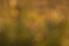 0101_M-Achterberg_Tegenlicht_1034587_2025