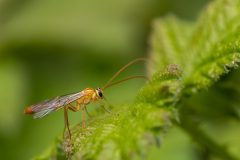 0601_M-Achterberg_Sluipwesp_1024298_2023