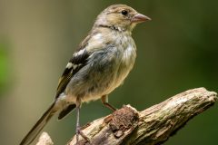 06_Presentatie_M.Achterberg_2026-7