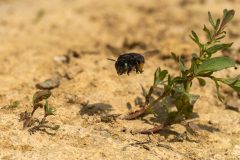 0901_M-Achterberg_Zwarte-sachembij_1024937_2025