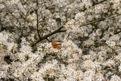 1301_M-Achterberg_Gehakkelde-aurelia_1043534_Bloessem_2025