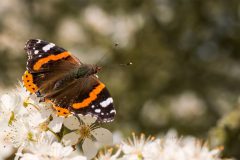 1401_M-Achterberg_Atalanta_1043572_