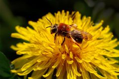 1501_M-Achterberg_1044541_Roodgatje_2025