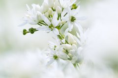 1601_M-Achterberg_Daslook_1044987_2025