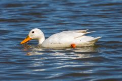 17_Presentatie_M.Achterberg_2026-20