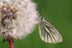 1801_M-Achterberg_1047357_Klein-geaderd-witje_2025