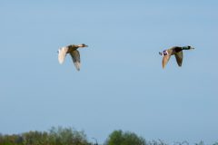 18_Presentatie_M.Achterberg_2026-21