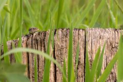 2101_M-Achterberg_Levendbarende-hagedis-_1049791_2024_