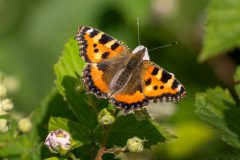 2401_M-Achterberg_Kleine-vos_1050080_-kopie