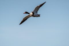 24_Presentatie_M.Achterberg_2026-29