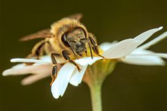 2601_M-Achterberg_1050843_Zandbij_2025