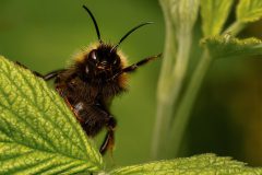 2801_M-Achterberg_1051317_Aardhommel_2025_