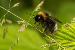 2901_M-Achterberg_Aardhommel_1051322_2025