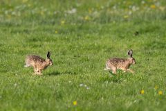 29_Presentatie_M.Achterberg_2026-24