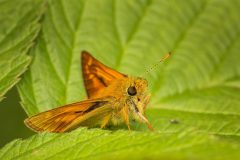 3001_M-Achterberg_Groot-dikkopje-_1051332_2025